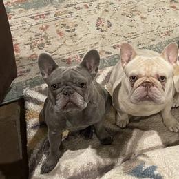 French Bulldogs from Knockout Frenchies