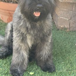 Bouvier des Flandres Puppies from Desert Diamonds Bouviers