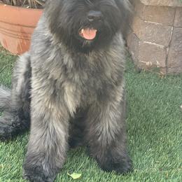 Bouvier des Flandres Puppies from Desert Diamonds Bouviers