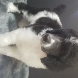 Poodle Puppies from Heavenly Standards Poodles