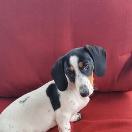 Meah - Dachshund