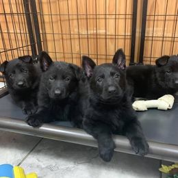German Shepherd Puppies from Zobelhund German Shepherds