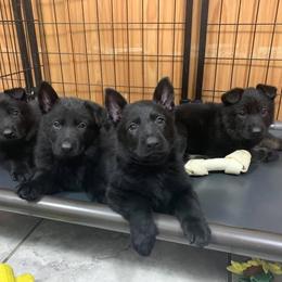 German Shepherd Puppies from Zobelhund German Shepherds
