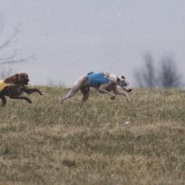 Whippet All Grown Up from Nota Bene Whippets