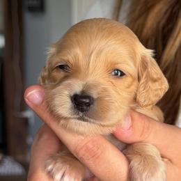 Miss. Dk. Pink-2400 - Red female Dachshund puppy in Ocala/Gainesville, Florida from From the Heart Doxies