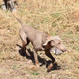 Weimaraner Puppies from Three Oak’s Kennel