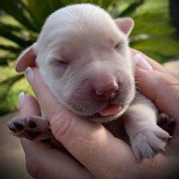 Goldendoodle and Golden Retriever Puppies from SSC Golden Retreivers