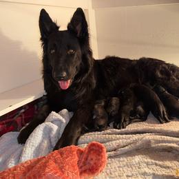 Boy 2 - Black male German Shepherd puppy in Pennock, Minnesota from Shakopee Creek German Shepherds