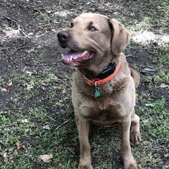 Chezley - Chesapeake Bay Retriever