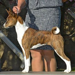Basenjis from Zamaradi Basenjis