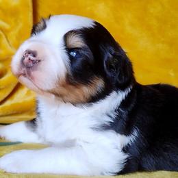 Crockett - Black tri-color male Australian Shepherd puppy in Belews Creek, North Carolina from Tilley's Aussies