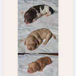 Second choice male - Apricot male Goldendoodle puppy in Sterling, Connecticut from Justine’s Retrievers and Doodles