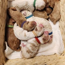 Goldendoodle Puppies from Oodles of Doodles