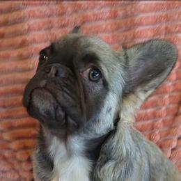 Goldie- Miss Marigold is the most sweet little girl that loves to give kisses. - Fawn female French Bulldog puppy in Raymore, Missouri from Michelle's French Bulldogs