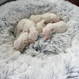 Girl 2 - White female Bichon Frise puppy in Freehold, New Jersey from Michael & Nataliya's Pups