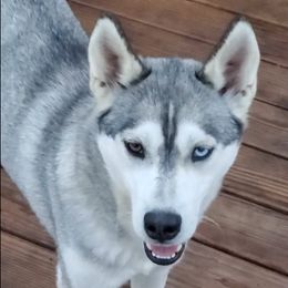 Storm - Siberian Husky