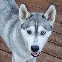 Storm - Siberian Husky