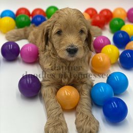 Goldendoodle Puppies from Dapper Doodles of Tennessee
