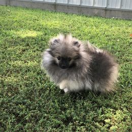 Pomeranian Puppies from Lone Wolf Poms