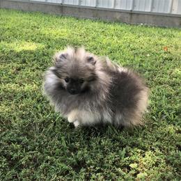 Pomeranian Puppies from Lone Wolf Poms