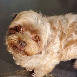 Havanese and Yorkshire Terriers from Circle Puppies