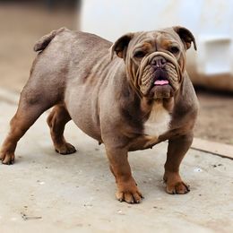 Puddin’ - Bulldog