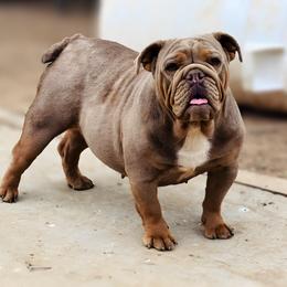 Puddin’ - Bulldog