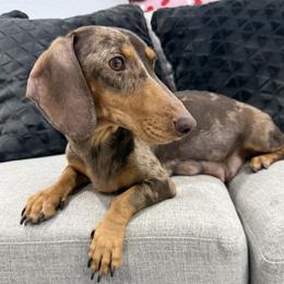 Dachshund All Grown Up from CasadeWeens