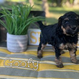 Bernedoodle Puppies from Cobble Creek Puppies