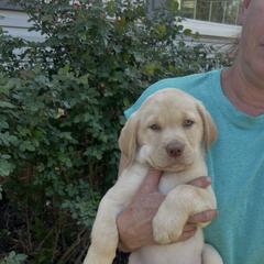 Gunner - Yellow male Labrador Retriever puppy in Norway, South Carolina from Shannon's Labrador Retrievers