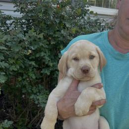 Gunner - Yellow male Labrador Retriever puppy in Norway, South Carolina from Shannon's Labrador Retrievers