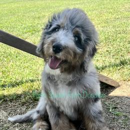 Bernedoodles from Farm Sweet Farm Doodles