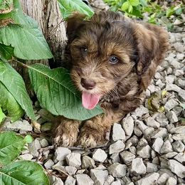 Brenden - Sable male Schnoodle puppy in Warrensburg, Missouri from Dreamer Ridge Puppies