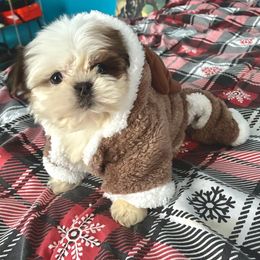 Lily - Sable female Shih Tzu puppy in Stroudsburg, Pennsylvania from Puppyville Pa Shih Tzu & frenchies
