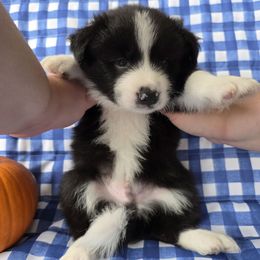 Sunshine - Black and white male Border Collie puppy in Ripley, Oklahoma from Adventure5 Border Collies