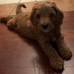Bert - Red male Cavapoo puppy in Quitman, Mississippi from P&D Palace