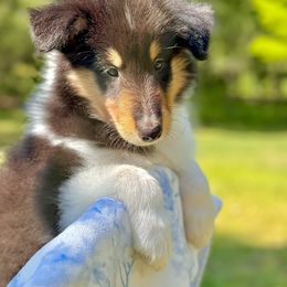 Collie Puppies from EverHeart Collies