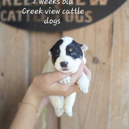 Boy 1 - Blue male Australian Cattle Dog puppy in Monroe, North Carolina from Creek View Cattle Dogs