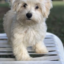 Havanese Puppies from Arrow Hope Farms