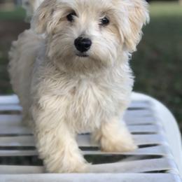 Havanese Puppies from Arrow Hope Farms