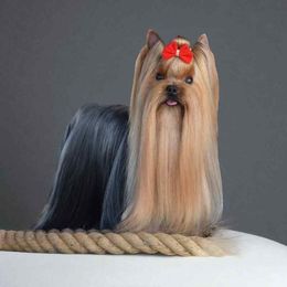 Magic - Yorkshire Terrier