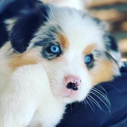 Australian Shepherd Puppies from NorthRidge Australian Shepherds