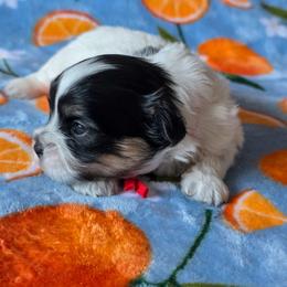 Miss Scarlet - Red Collar - Black and white female Shichon puppy in Troy, Ohio from Ever After Tails