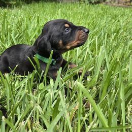Green collar black male - Black and rust male Doberman Pinscher puppy in Houston, Texas from Draggin Dobermans & Great Danes