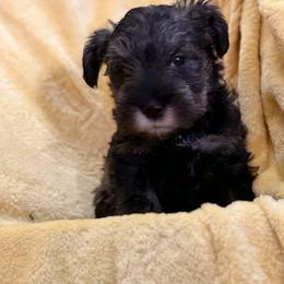 Tamatoa - Salt and pepper male Miniature Schnauzer puppy in Bellingham, Washington from Tiki Love Farm