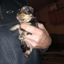 Boy 4 - Black and cream male Dachshund puppy in Bigfork, Minnesota from Long Ears and Long Dogs Ranch
