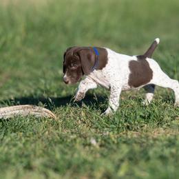 Boy 4 - Liver and white male German Shorthaired Pointer puppy in Greensburg, Kentucky from Nosam Kennels- Hungarian Vizslas, and German Shorthairs Located in Kentucky