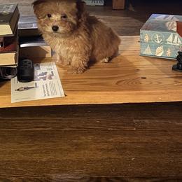 Poodle Puppies from Singing Sands Poodles