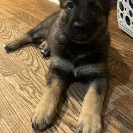 German Shepherd Puppies from High Tide German Shepherds