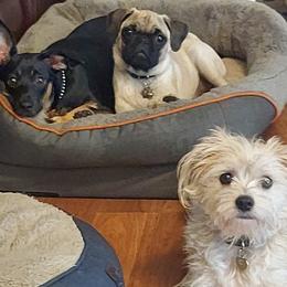 Pug All Grown Up from Immaculate Pugs